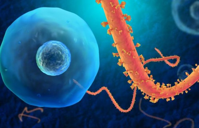 illustration-of-the-ebola-virus