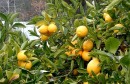 800px-Lemon_tree_Berkeley_closeup
