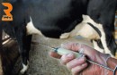 vacciner le bétail