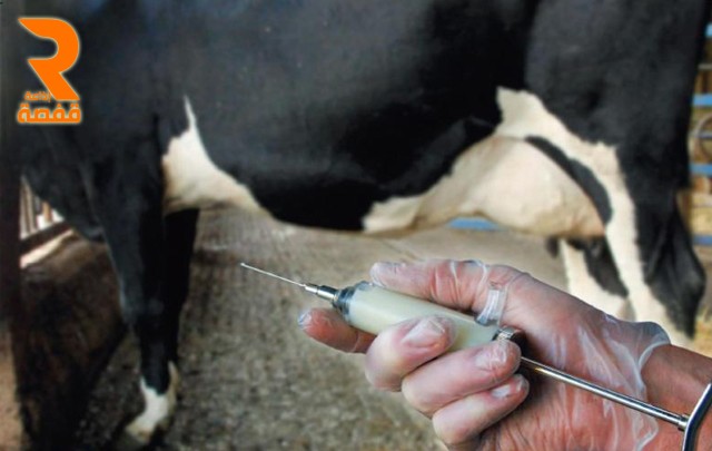 vacciner le bétail