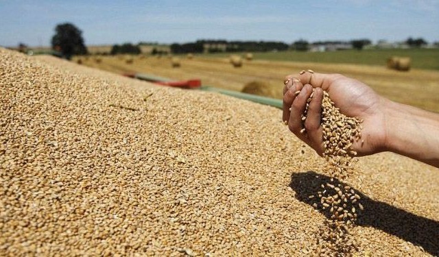 الفاو تتوقع تحسن إنتاج الحبوب في 2013