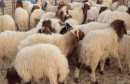mouton1-640x400