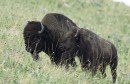 american-bison-bison_w725_h485